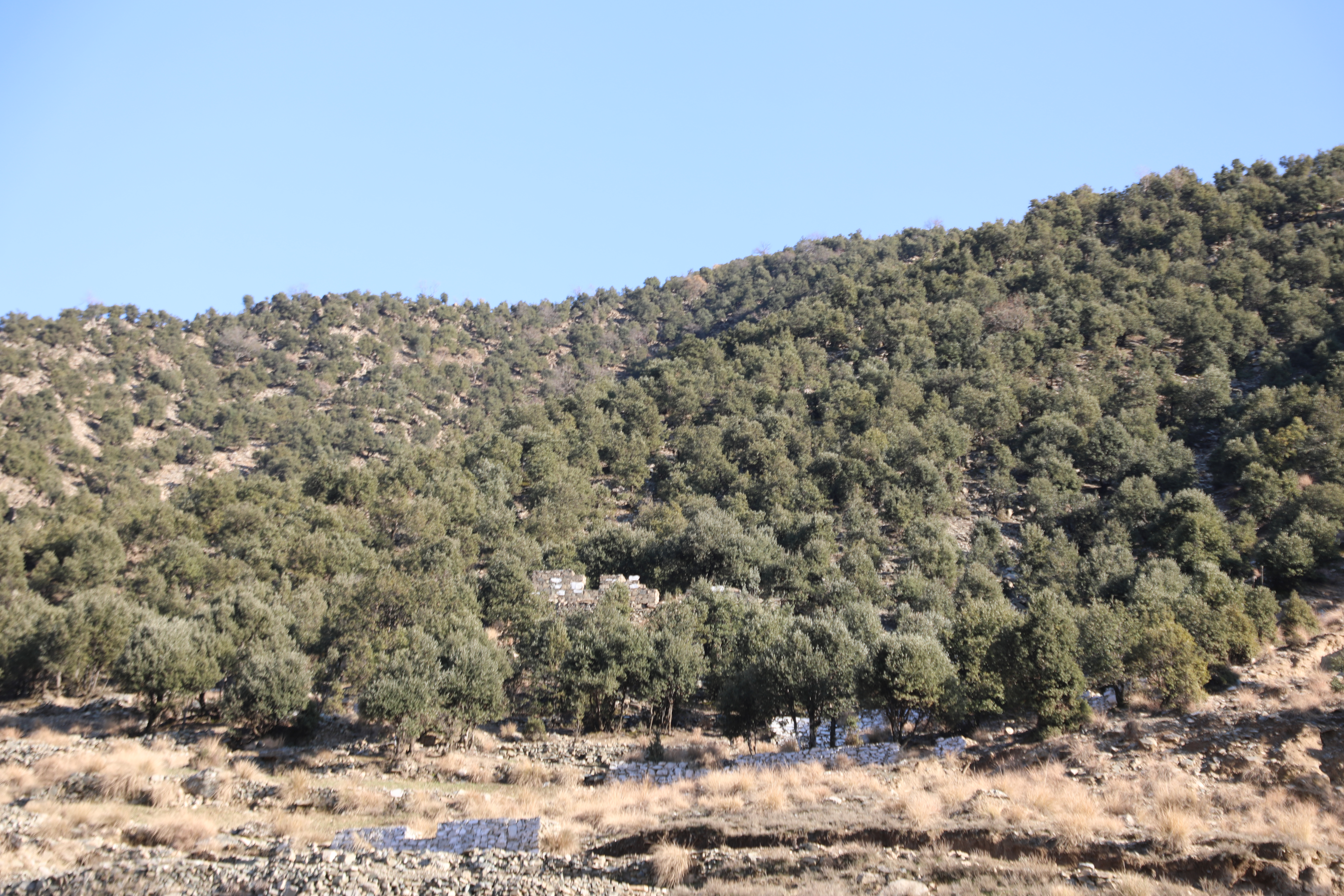 The forests of Kunar province narrated by picture.