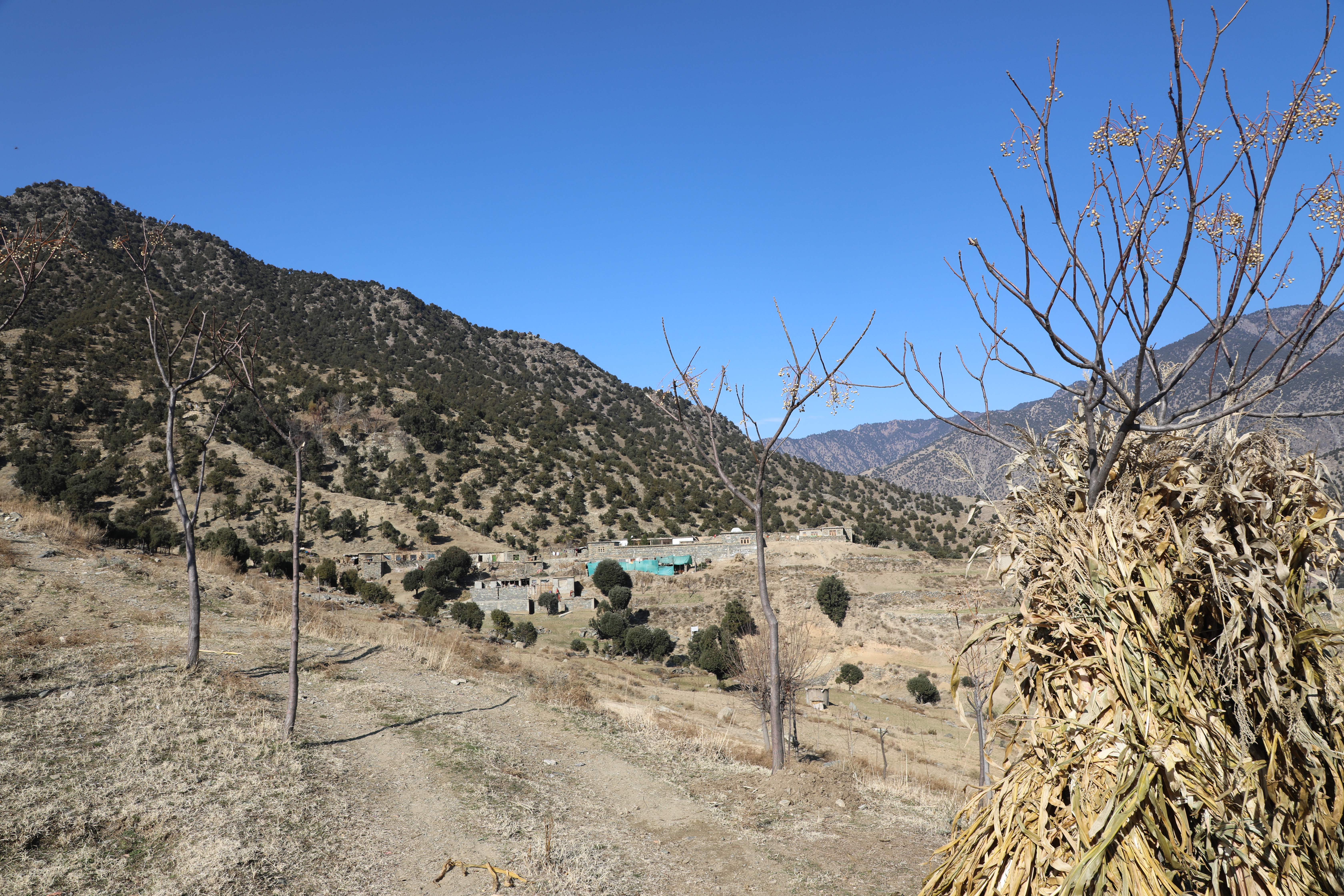 The forests of Kunar province narrated by picture.