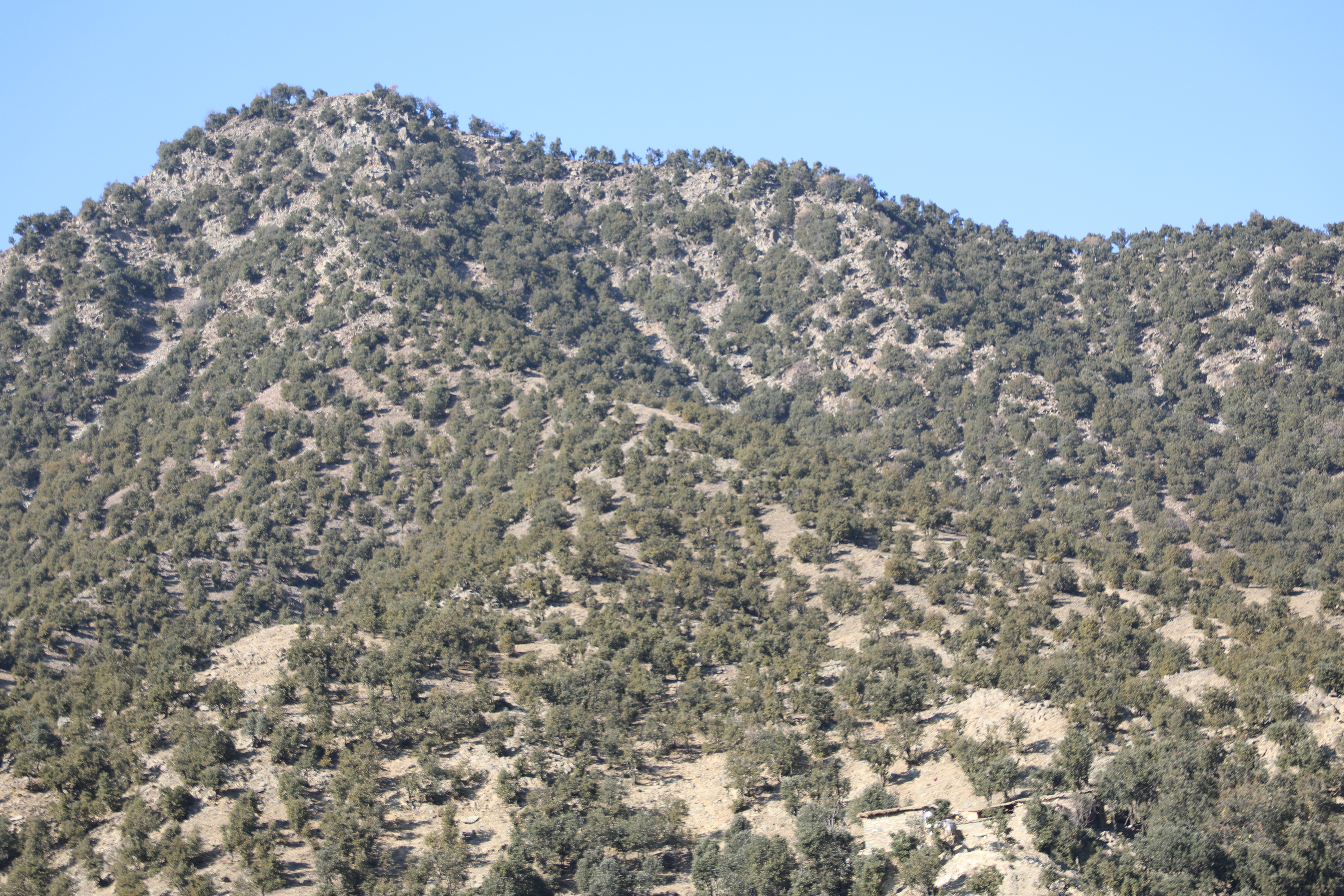 The forests of Kunar province narrated by picture.