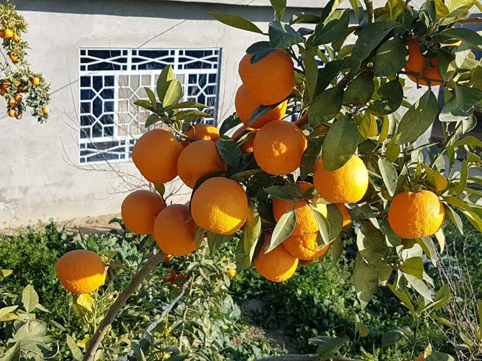 Kandahar Orange