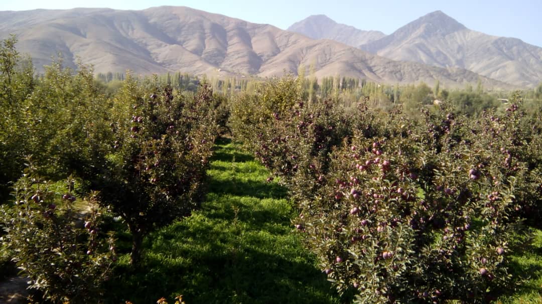 د زرغونتیا په پار هلې ځلې؛ میدان وردګ کې څه باندې دوه نیم زره جریبه نوي بڼونه جوړ شوي