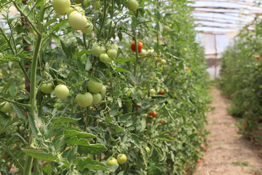 Herat's greenhouse yields have been increased this year compared to last year