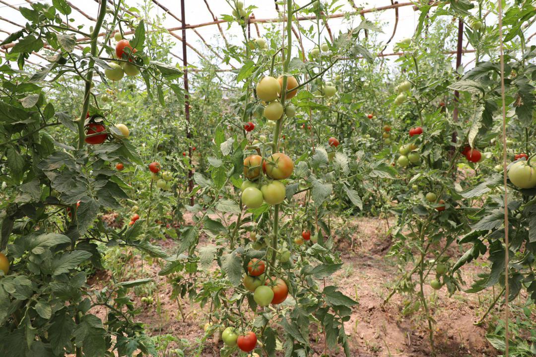 Herat's greenhouse yields have been increased this year compared to last year