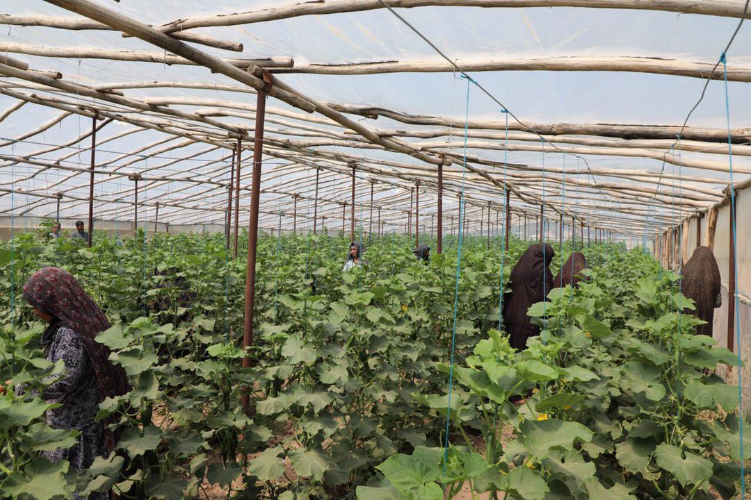 Herat's greenhouse yields have been increased this year compared to last year