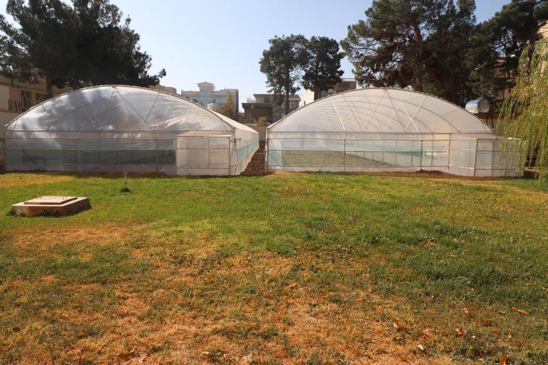 Herat's greenhouse yields have been increased this year compared to last year