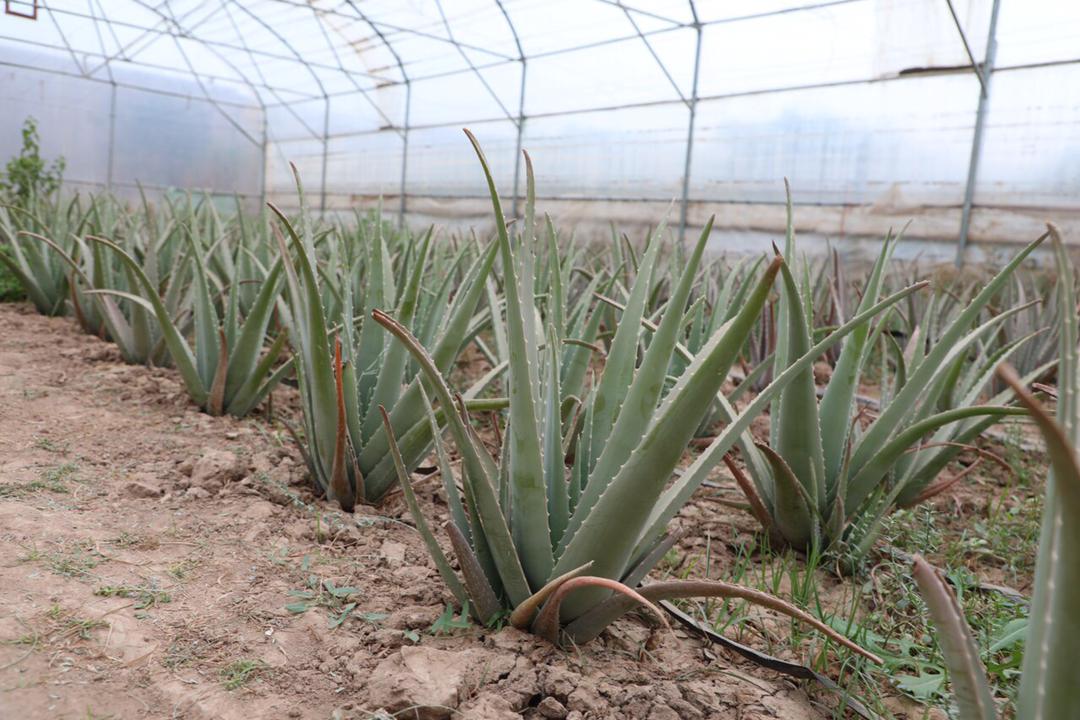 Herat's greenhouse yields have been increased this year compared to last year