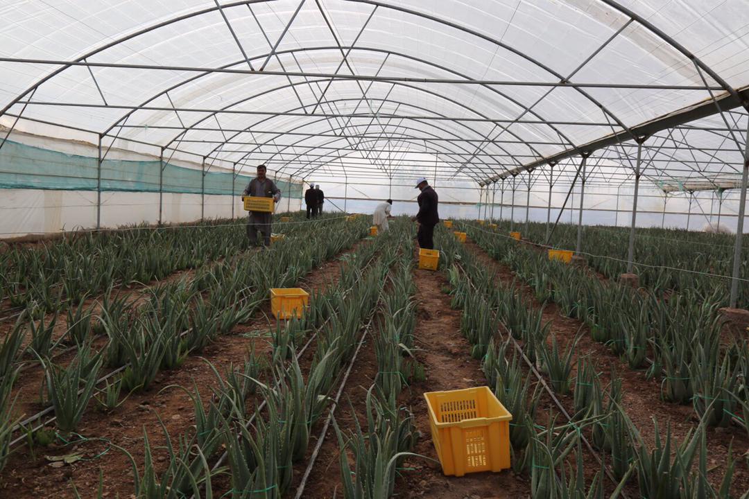 Herat's greenhouse yields have been increased this year compared to last year