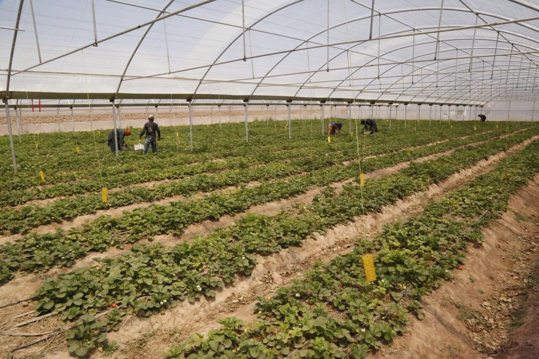 Herat's greenhouse yields have been increased this year compared to last year