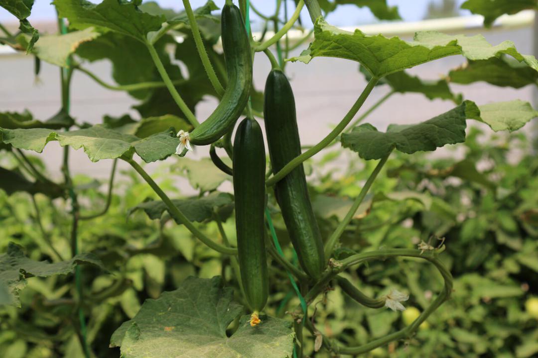 Herat's greenhouse yields have been increased this year compared to last year