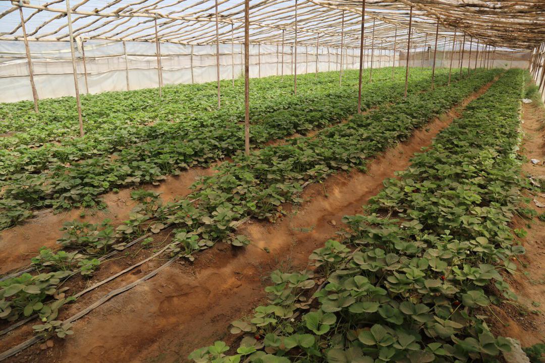 Herat's greenhouse yields have been increased this year compared to last year