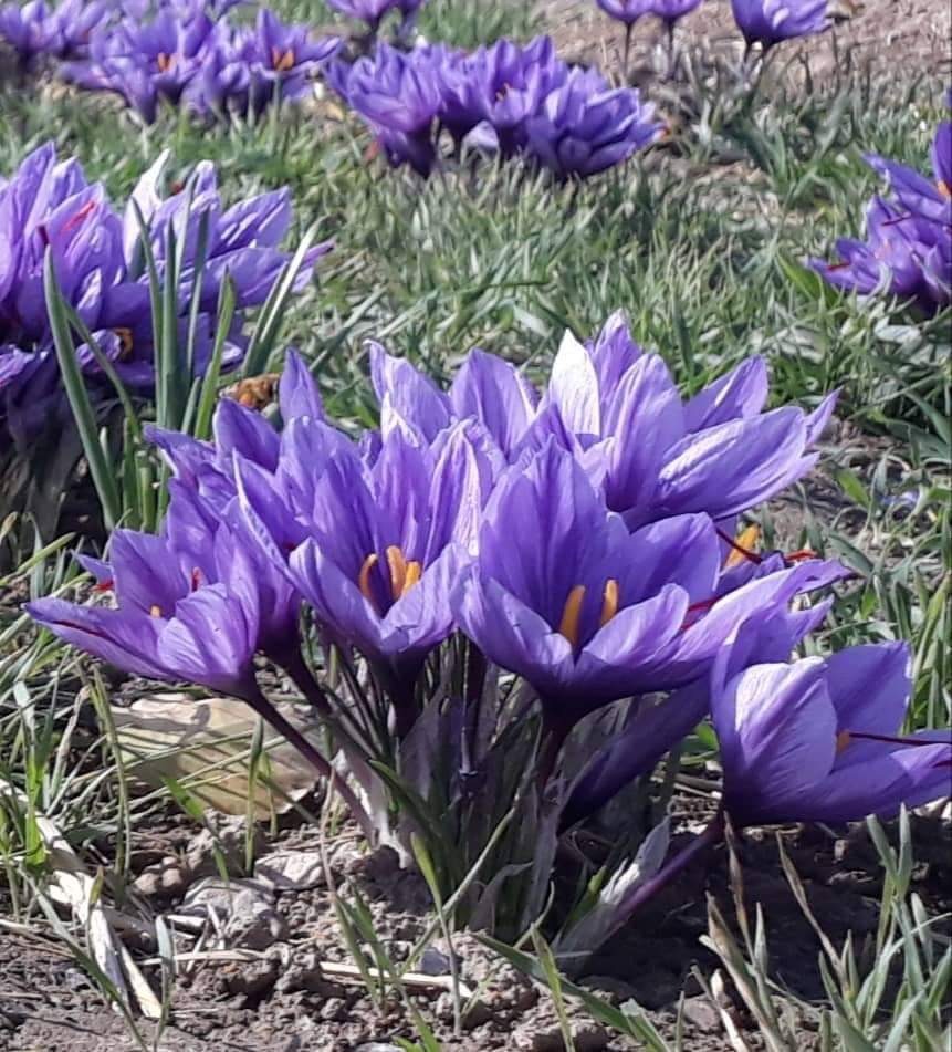 Badghis Saffron’s Yields doubles