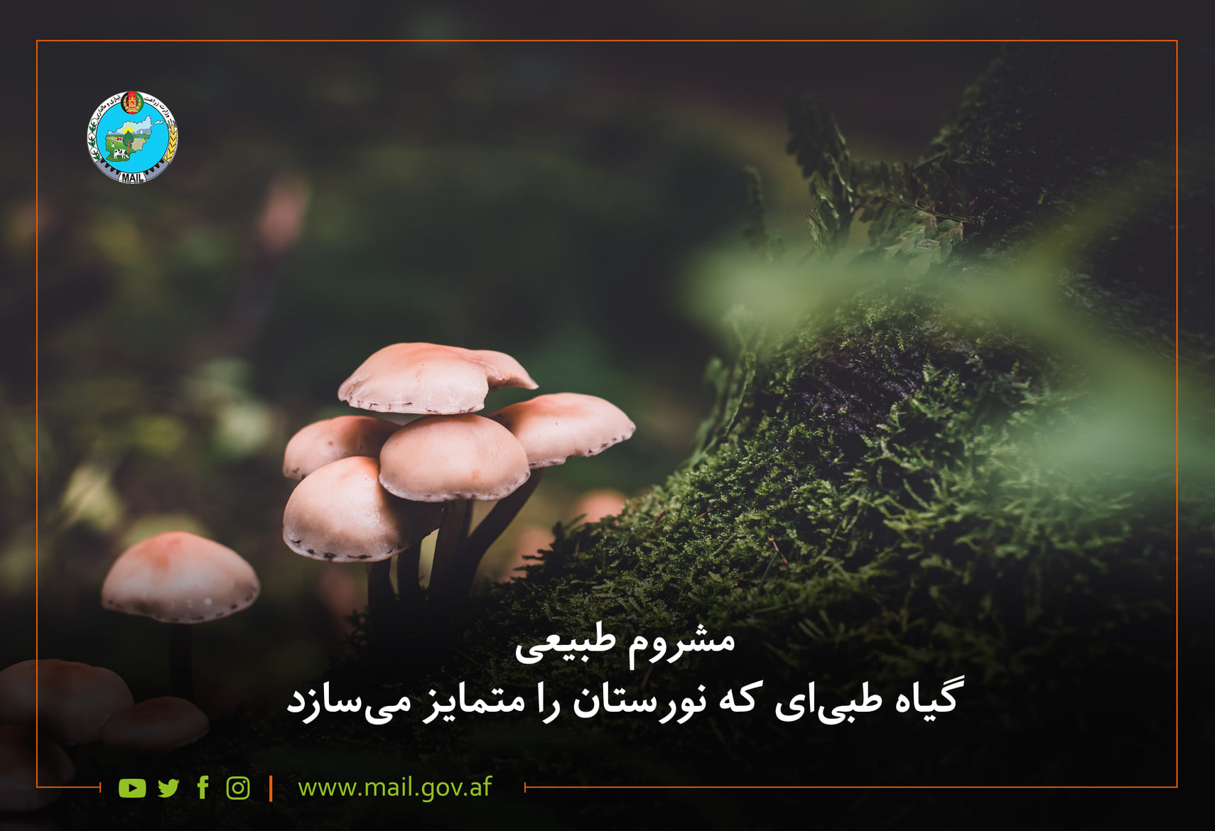 مشروم طبیعی، گیاه طبی‌ای که نورستان را متمایز می‌سازد