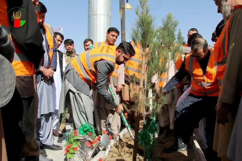 کندهار کې د نیالګیو اېښودو کمپین پیل شو