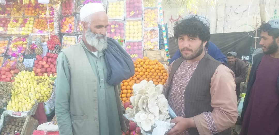 هلمند کې د مرخېړیو کرکېله ښه پایله ورکړې