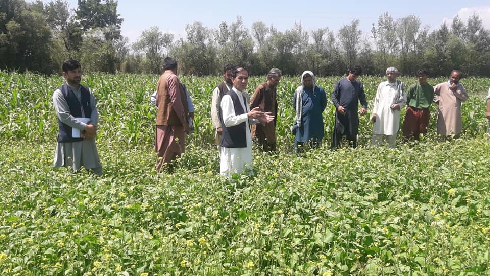 Eight Canola show farms built in Kapisa