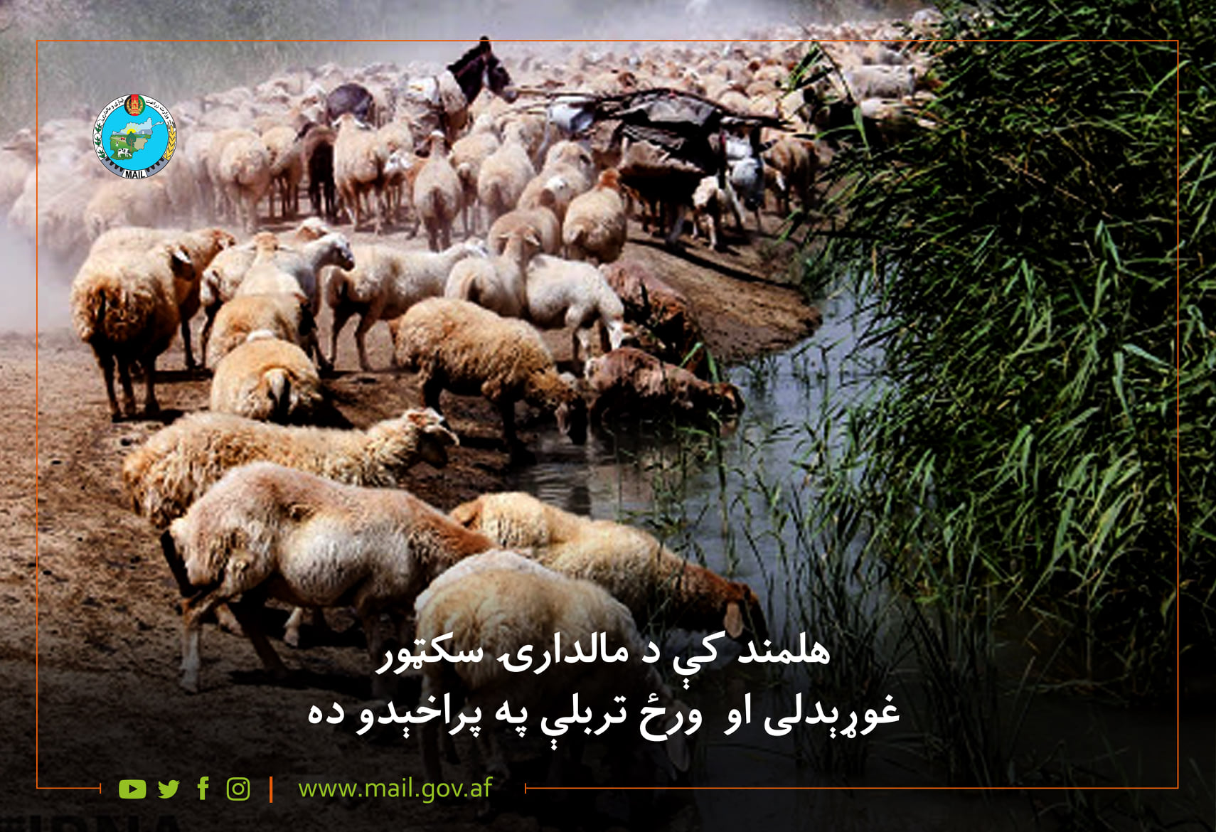 هلمند کې د مالدارۍ سکټور غوړېدلی او ورځ تربلې په پراخېدو ده