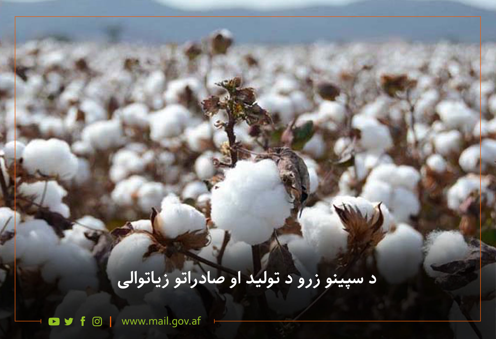 د سپینو زرو د تولید او صادراتو زیاتوالی