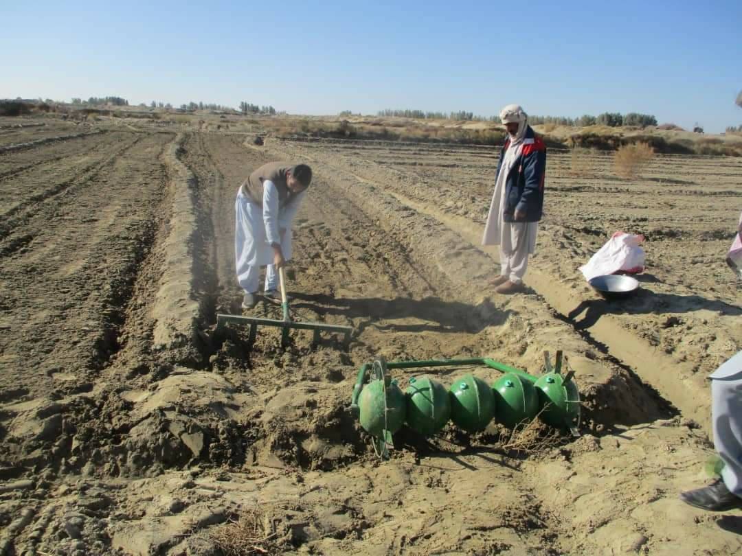 ساخت ۸۰ مزرعه‌ی نمایشی در فاریاب