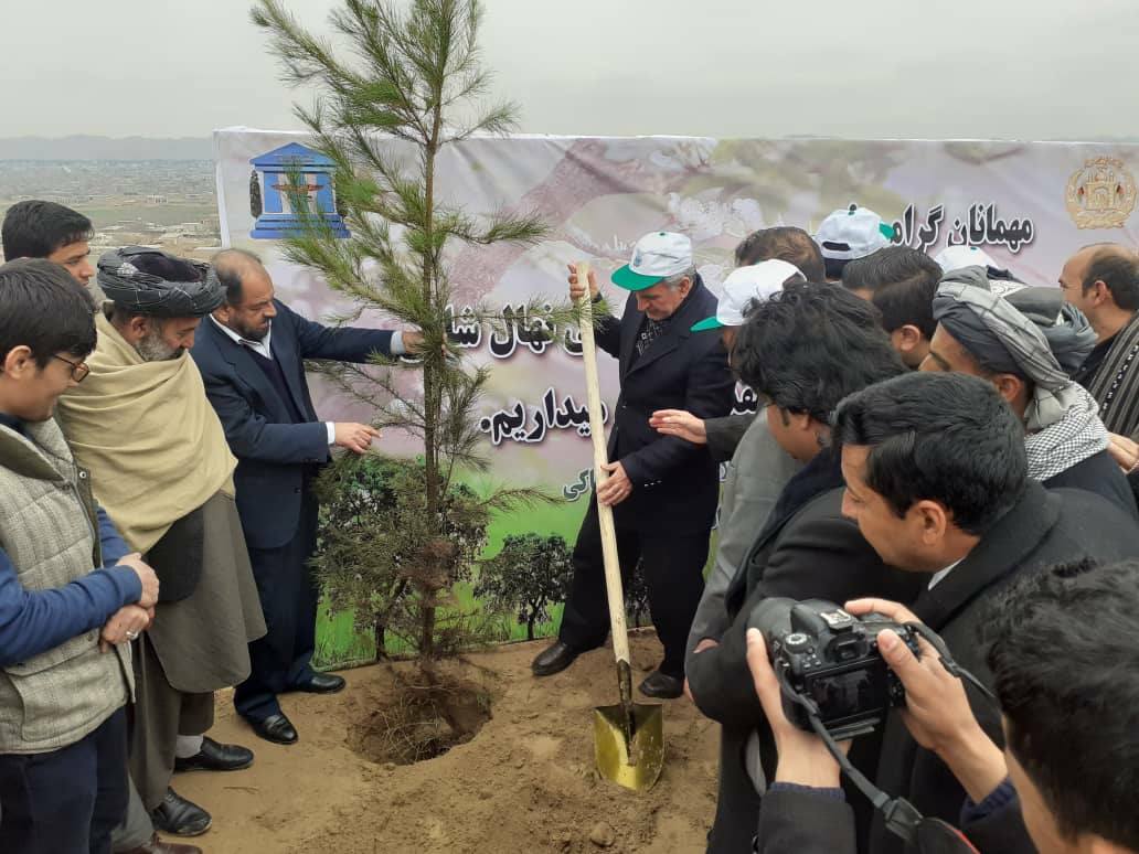 300,000 Saplings are planted in Faryab