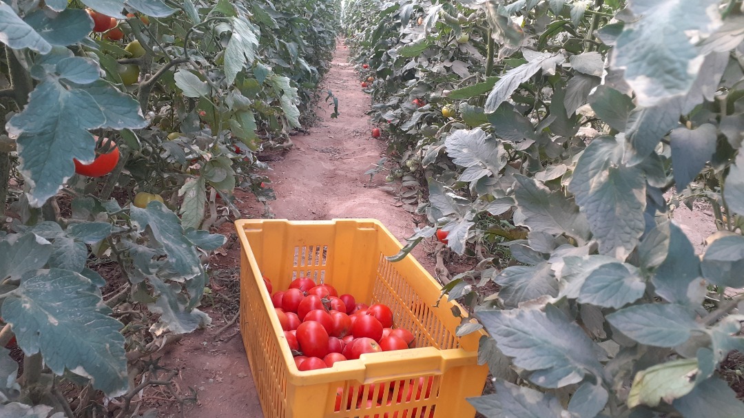 پروژه‌ی رشد زراعت و انکشاف روستایی وزارت زراعت در فراه ۲۹۰ گل‌خانه ساخته است