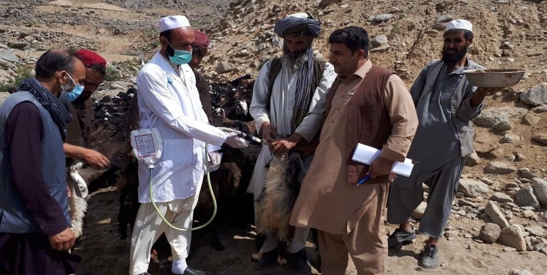 More Than 200,000 animals of Nomadic have been treated in Kabul