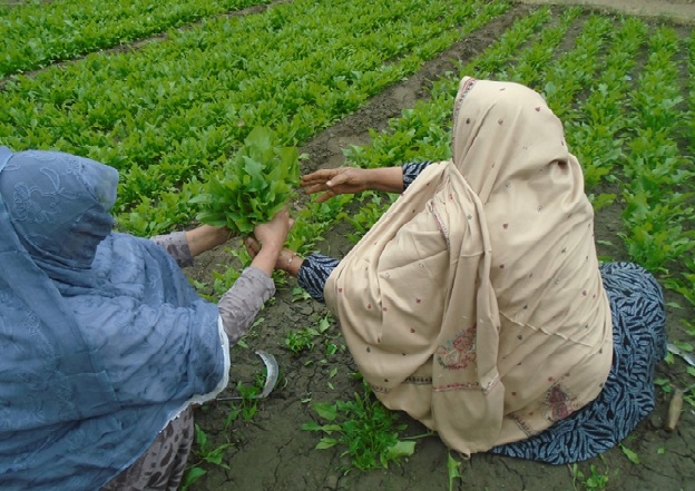 مېرمن طاهره: کورنۍ باغچه (بڼګۍ) مې په ژوند کې لوی بدلون راوست