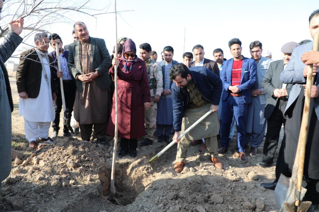 More than 60,000 saplings are going to be planted in this year's planting campaign in Herat