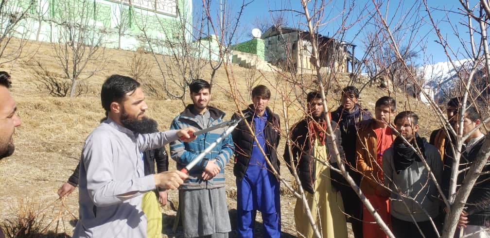 بیست‌ نفر در نورستان شیوه عملی شاخه‌بری درختان را یاد گرفتند