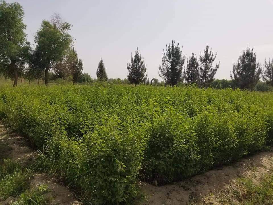 د هلمند په قوریو کې څه باندې یو میلیون او ۲۵۰ زره نیالګي روزل شوې