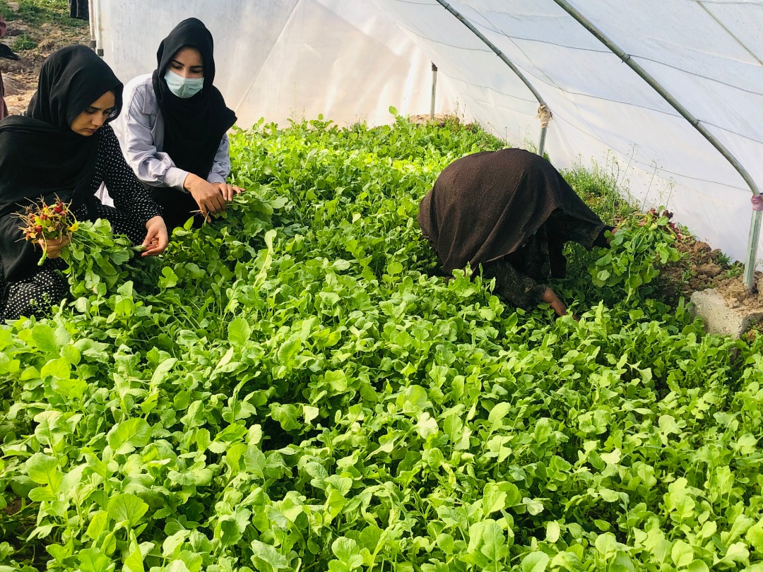 ۳۲ سبزخانه برای زنان روستایی در هرات ساخته شد