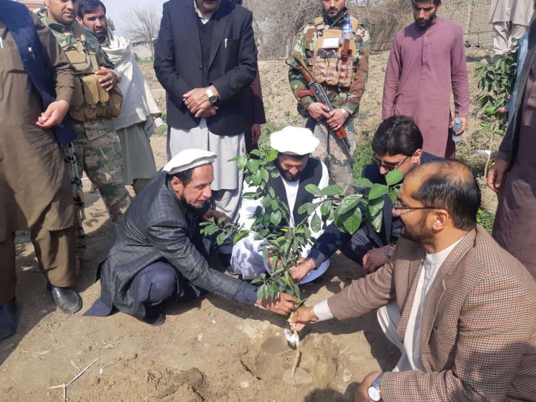 Sapling are planted in 600 acres of land in Laghman