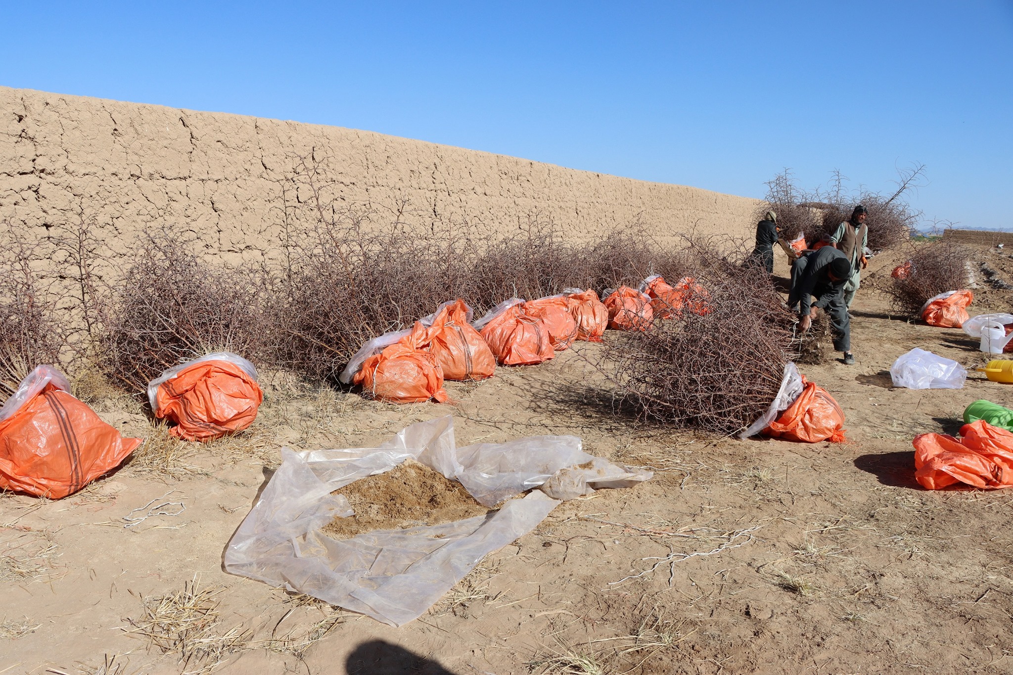 پروژه رشد زراعت و انکشاف روستایی، در فراه ۵۳۱ جریب باغ جدید ساخت