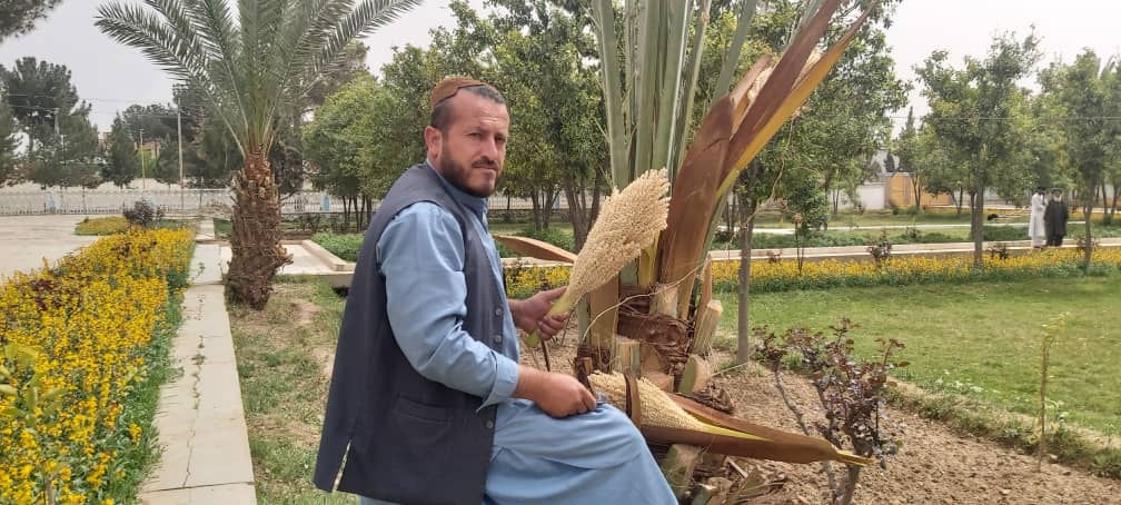 هلمند کې د خرماوو ونو د القاح لړۍ پیل شوی دی