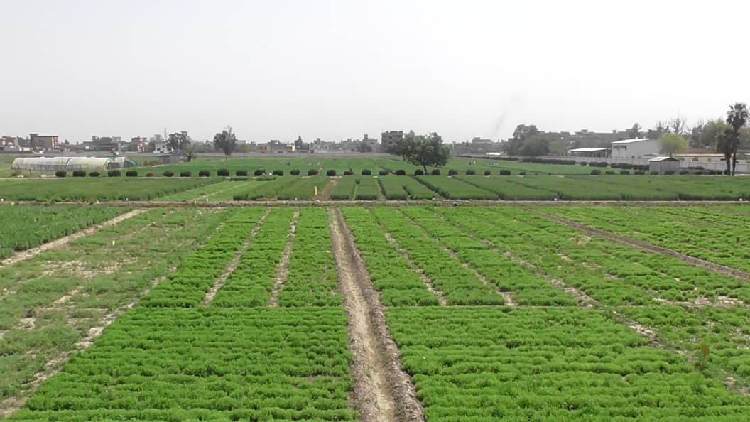 ننګرهار کې د غنمو او لیګومي نباتاتو پر ۴۶ ډولونو څېړنې روانې دي