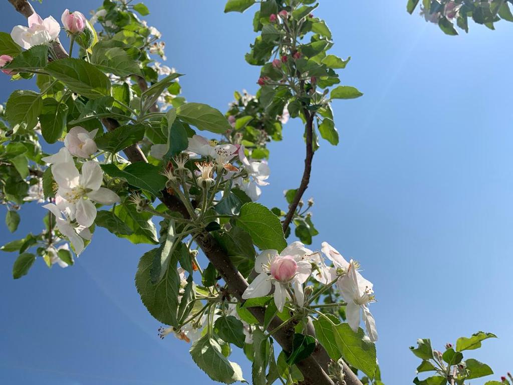 Apple flower season in Balkh province، according to the picture.