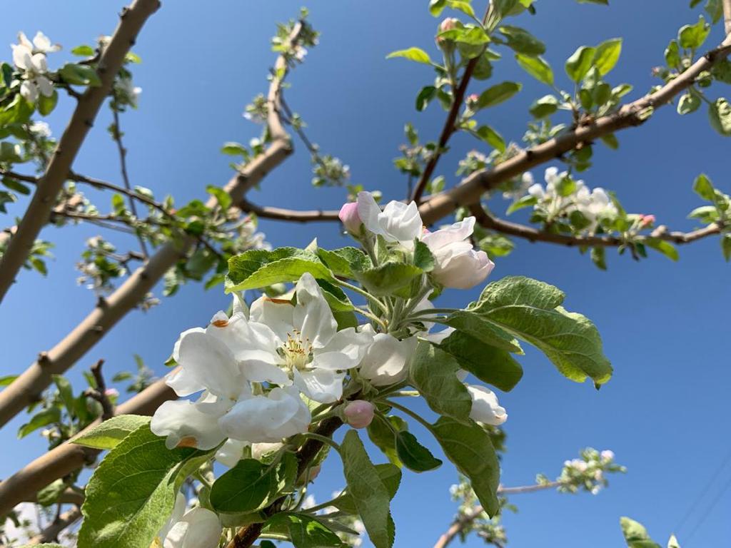 Apple flower season in Balkh province، according to the picture.