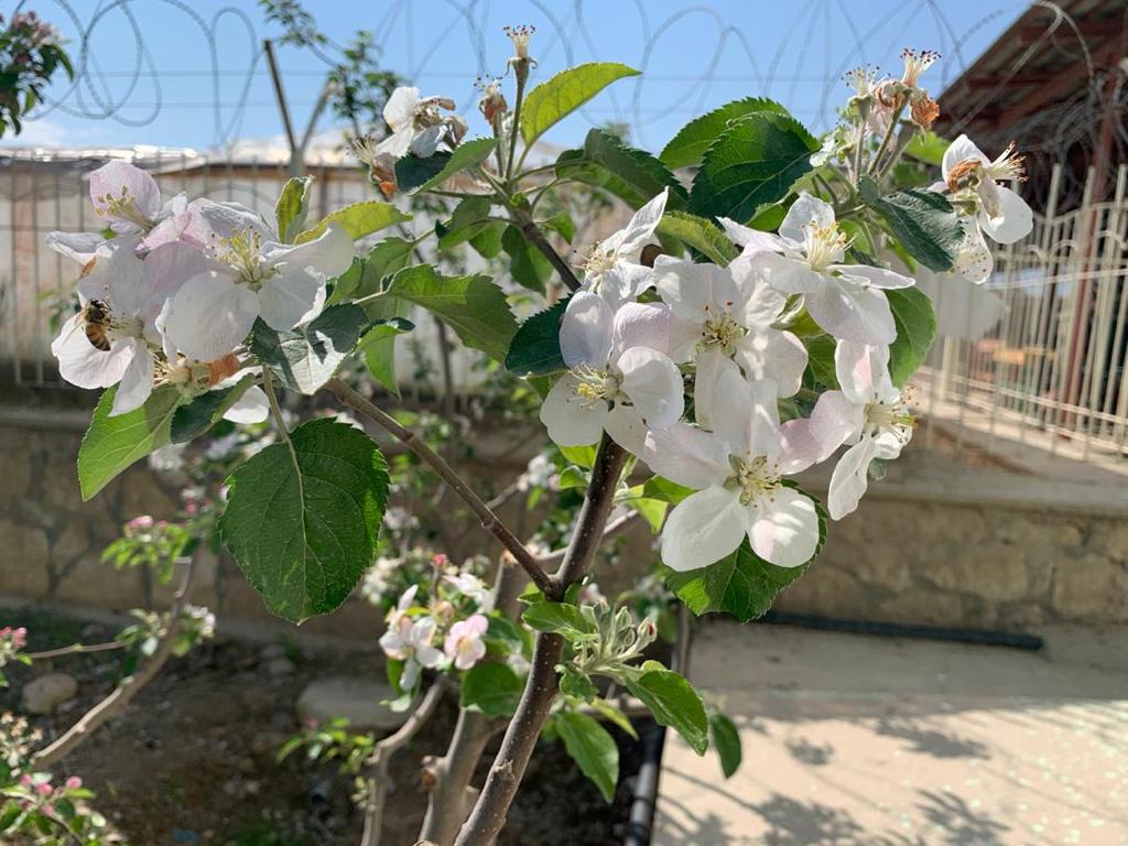 Apple flower season in Balkh province، according to the picture.