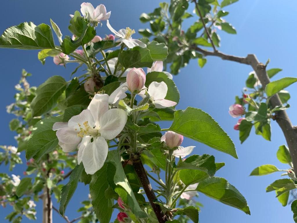 Apple flower season in Balkh province، according to the picture.