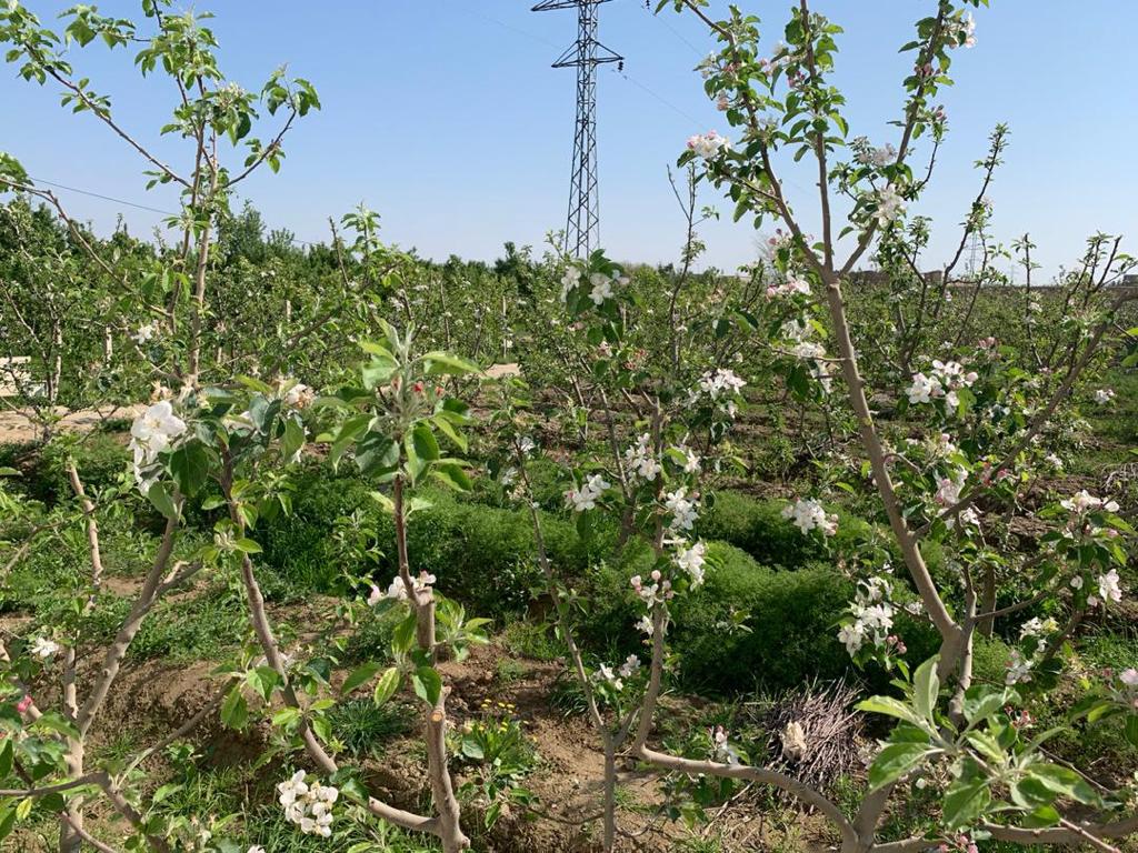 Apple flower season in Balkh province، according to the picture.