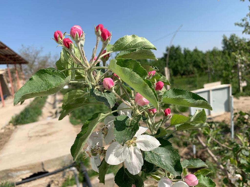 Apple flower season in Balkh province، according to the picture.