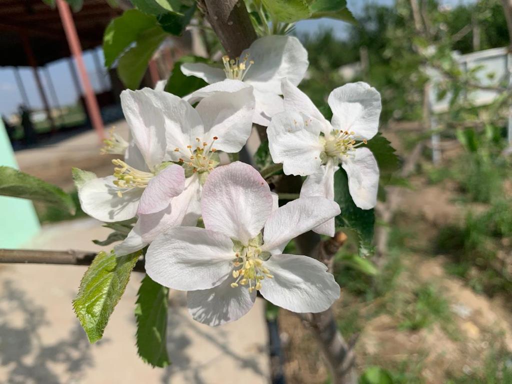 Apple flower season in Balkh province، according to the picture.