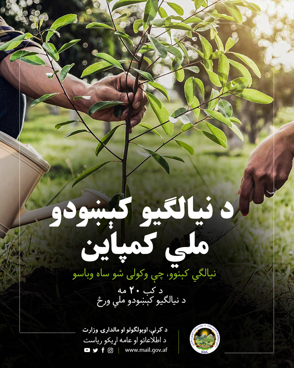 نیالګي کېنووم، چې وکولئ شم ساه وباسم.