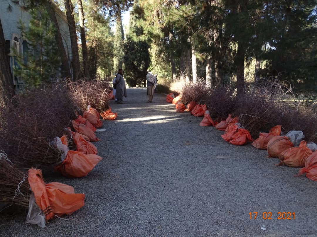 Farah Gardeners Receive Sixty Thousand Jujube Seedlings