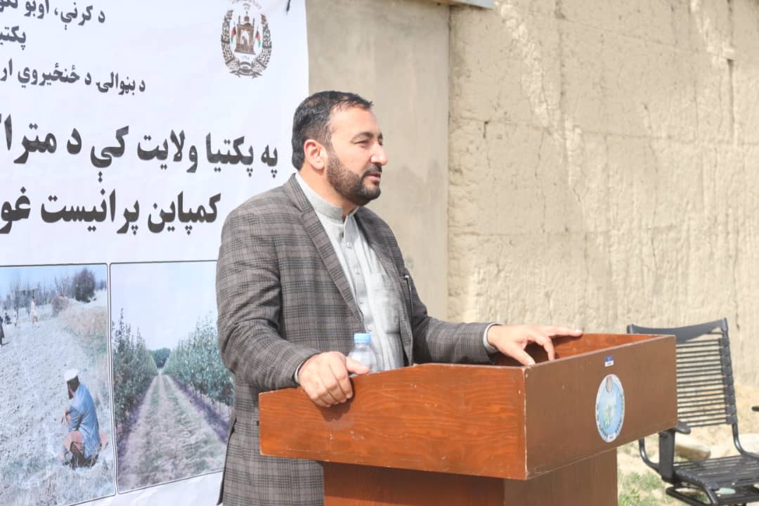 پکتیا کې د مڼو متراکمو بڼونو د جوړولو چارې پیل شوې