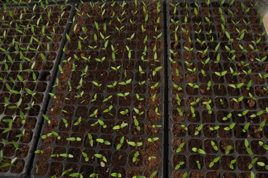 کابل کې په ۷۸ جریبه ځمکه د نیالګیو د تولید قوریې جوړېږي