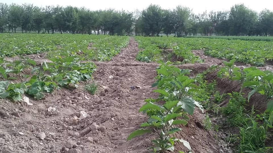د هلمند د کرنې رياست بزګران د دوديزې کرکېلې پر ځای عصري کرکېله کوي