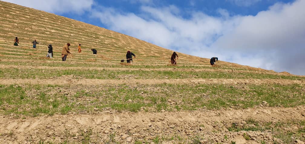 9,000 acres of new Pistachio Orchards to be built in Badghis