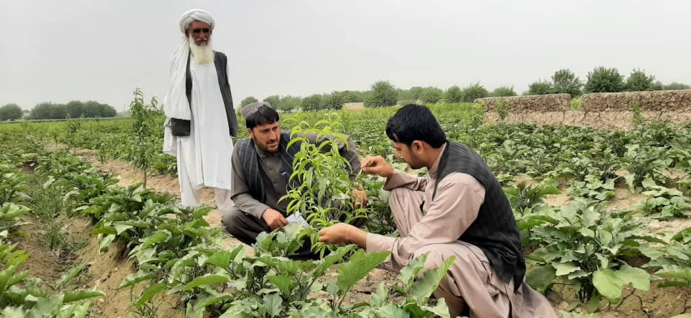 هلمند کې د بېلابېلو مېوو ۳۵۰ جریبه نوي بڼونه جوړ شوي دي