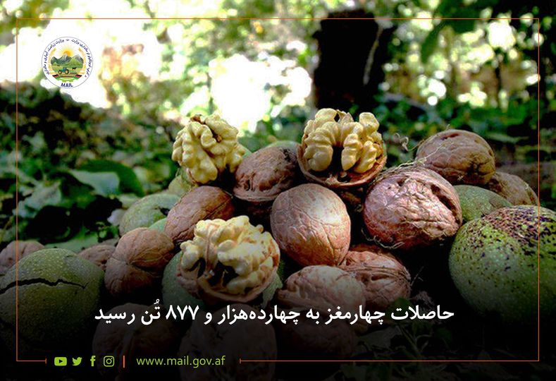 حاصلات چهارمغز به چهارده‌هزار و ۸۷۷ تُن رسید