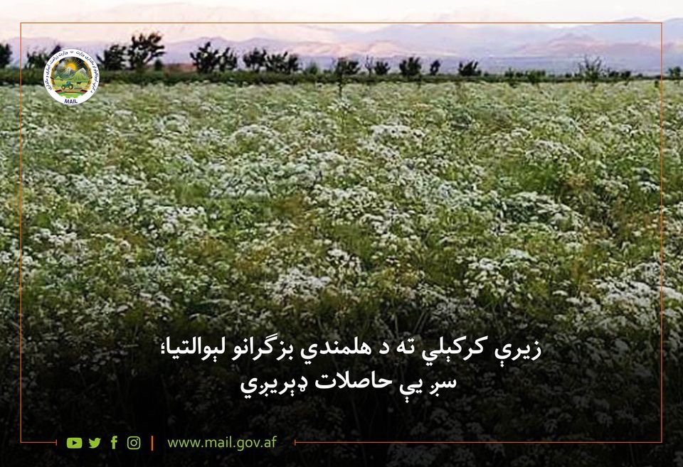 زیرې کرکېلي ته د هلمندي بزګرانو لېوالتیا؛ سږ یې حاصلات ډېریږي